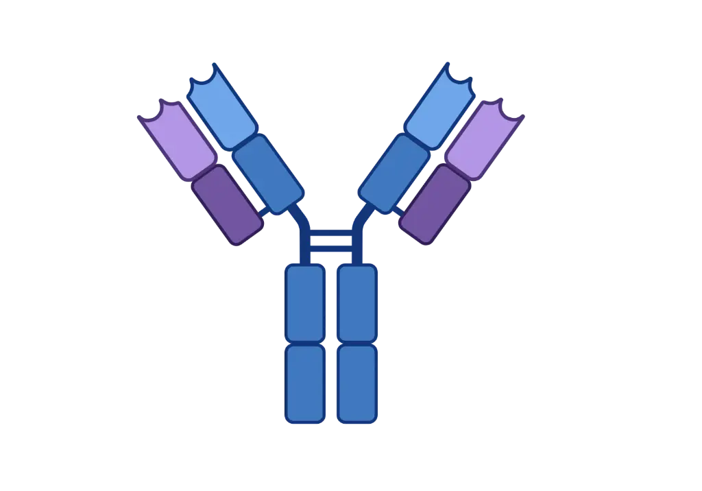 ANKRD11 Antibody  HRP conjugated   