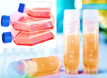 Human Oral Keratinocytes