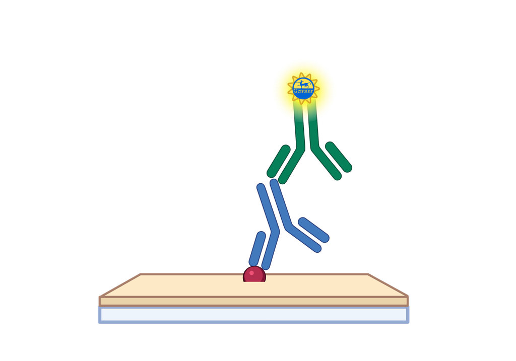 N protein ELISA, Coronavirus
