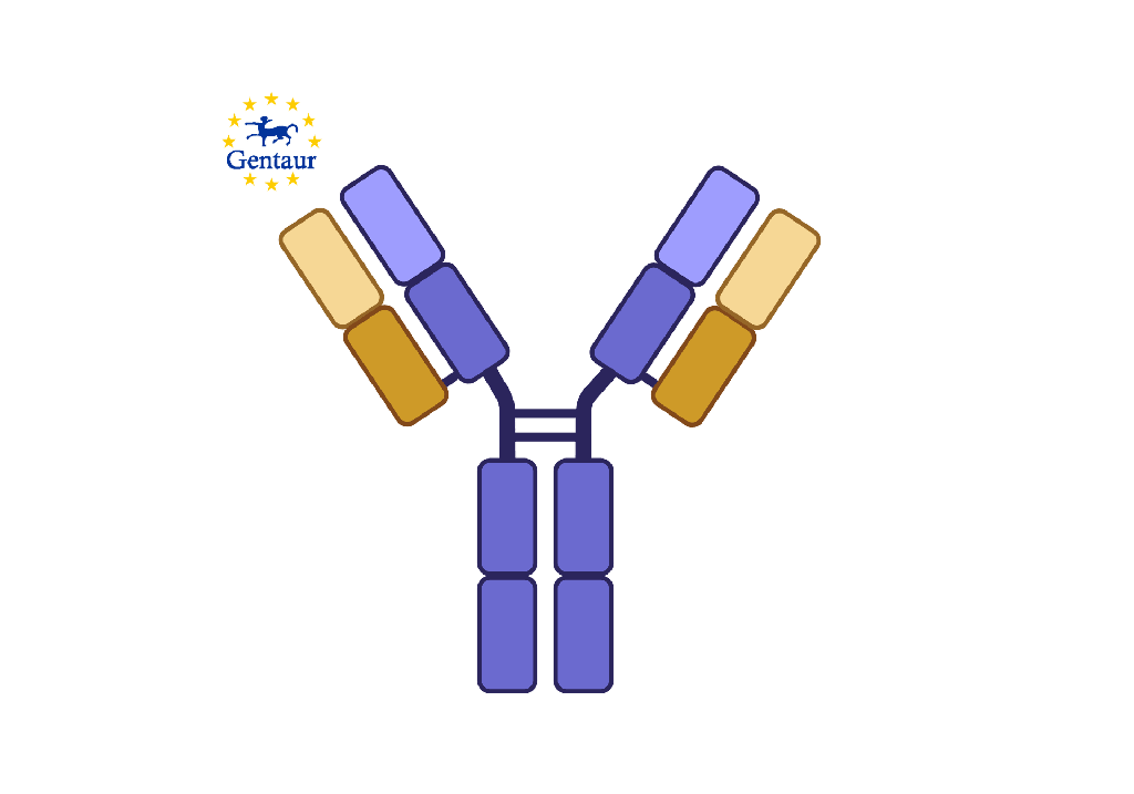 Anti-HPR Antibody