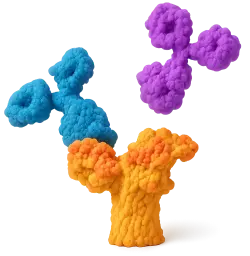  CNDP2 Rabbit pAb (50 µl)