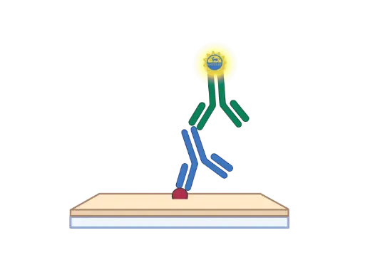 [GEN-EELCh2231-5] α1-AGP ELISA, Chicken