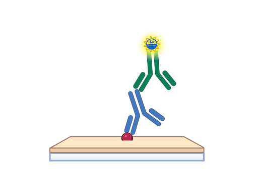 [GEN-EU2604-6] N protein ELISA, Coronavirus